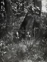 Vajda Ernő: Fák, ligetek, erdők. Bp., 1962, Mezőgazdasági Kiadó. Gazdag fekete-fehér képanyaggal ill...