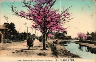 Yokohama, Cherry Blossom at Horiwari Negishi (EK)
