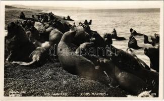 Lobos marinos / Oroszlánfókák / sea lions
