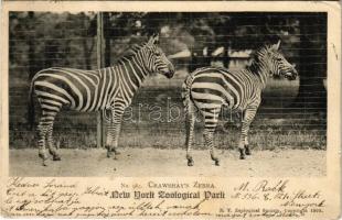 1904 New York, Zoological Park. Crawshays Zebra. N.Y. Zoological Society (small tear)