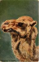 Camel (kopott sarkak / worn corners)
