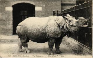 London, The Zoo. The Rhinoceros More Please (apró szakadás / tiny tear)