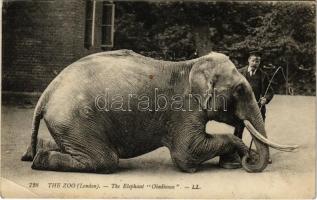 London, The Zoo. The Elephant Obedience (EK)