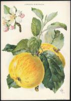 1913-1916 Almafajták (jonatán, sárga belle fleure, lángos bíbornok), 3 db színes litográfia, a "...