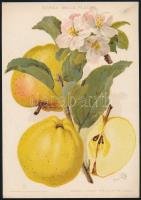 1913-1916 Almafajták (jonatán, sárga belle fleure, lángos bíbornok), 3 db színes litográfia, a "...