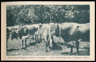 cca 1925 Fogaras és környéke képes leporello füzet 40 képpel