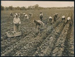 cca 1960 Mezőgazdaságban dolgozó asszonyok, fotó, sarkán törésnyom, 17×23 cm