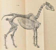 Dászkál György: Lóisme, tekintettel a boncz- és élettanra, a fajtatan és fogtanra, küllemtanra, patk...