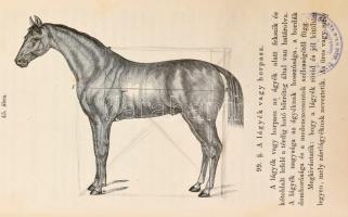 Dászkál György: Lóisme, tekintettel a boncz- és élettanra, a fajtatan és fogtanra, küllemtanra, patk...