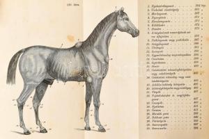 Dászkál György: Lóisme, tekintettel a boncz- és élettanra, a fajtatan és fogtanra, küllemtanra, patk...