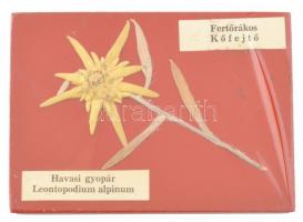 Havasi gyopár (Edelweiss) a fertőrákosi kőfejtőből, szárítva, falemezre préselve, 12x8,5 cm