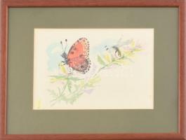 Róna Emy (1904-1988): Pillangó (illusztráció). Akvarell, papír, hátoldalán hagyatéki pecséttel jelzett, üvegezett fakeretben, 14,5×20,5 cm