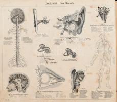 Arendts, Carl: Naturhistorischer Schulatlas. Leipzig, 1866, Brockhaus. Félvászon kötés, kopottas áll...
