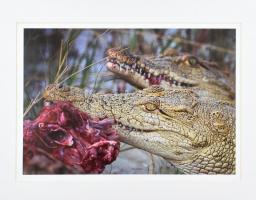 Robert Duncalf: Krokodil. Fotópapír, paszpartuban, jelzés nélkül, 26x38cm