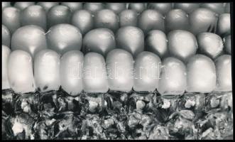 cca 1965 Kukoricacső, Botta Dénes (1921-2010) budapesti fotóművész hagyatékából 1 db jelzés nélküli, de általa feliratozott vintage fotó, 12,2x20,3 cm