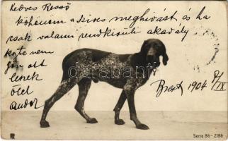 1904 Dog. Serie 86-2186. (EK)