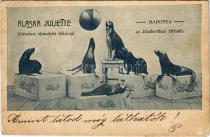 1901 Alaska Juliette kitűnően idomított fókáival naponta az állatkertben, cirkuszi mutatvány / Circus show in the zoo, trained seals (EK)