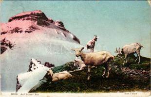 1909 Auf hoher Alp / Sur lalpe / Alps with mountain goats (EK)