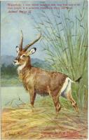 Waterbok, a dark brown Antelope with long hair and of medium height. It is generally found near rivers and lakes. Copyright by R. O. Füsslein. Animal Series II. s: H. Egersdorfer
