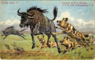 Blue Wilderbeeste attacked by Hyaenas. The Hyaenas and the wild dogs generally try to break up a herd and then follow and hunt down a single animal. They have little chance when the herd keeps together. Copyright by R. O. Füsslein. Animal Series V. s: H. Egersdorfer (EK)