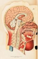 Platen, [Moritz]: Az új gyógymód. A természetszerű életmódnak, az egészség ápolásának és a gyógyszer...