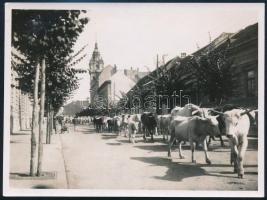 cca 1910-1920 Kolozsvár, állatvásár, háttérben a megyeháza, fotó, 8,5×11,5 cm