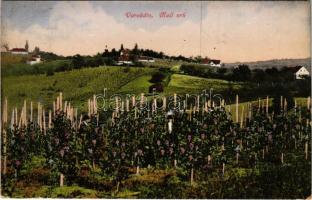 1912 Varasd, Warasdin, Varazdin; Mali vrh / szőlőhegy / vineyards