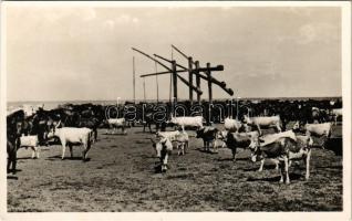 1943 Hortobágy, itató, magyar folklór