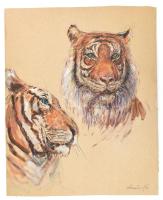 Kolozsváry Kamilló (1936-2008): Tigris tanulmányok. Akvarell, ceruza, karton, jelzett, 42×35 cm