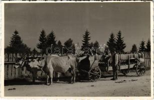 1944 Csíksomlyó, Sumuleu Ciuc; vízhordó ökrösszekér, erdélyi folklór / Transylvanian folklore, water transporting ox cart