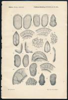 Földtani Közlöny 4 metszete (Méhes: Pliocen ostracoda), leírásokkal, Bp., Klösz-ny., 27x18 cm