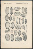 Földtani Közlöny 4 metszete (Méhes: Pliocen ostracoda), leírásokkal, Bp., Klösz-ny., 27x18 cm