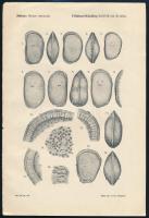 Földtani Közlöny 4 metszete (Méhes: Pliocen ostracoda), leírásokkal, Bp., Klösz-ny., 27x18 cm