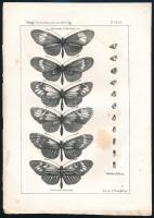 Thanhoffer Lajos (1843-1909): 3 db tábla, pillangók, madarak...stb, litográfiák, 25x19 cm + 1869 Ter...