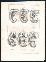Thanhoffer Lajos (1843-1909): 3 db tábla, pillangók, madarak...stb, litográfiák, 25x19 cm + 1869 Ter...