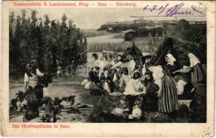 1908 Zatec, Saaz; Die Hopfenpflücker in Saaz. Sonnenschein & Landesmann (Prag-Saaz-Nürnberg) / the hop pickers in Saaz, folklore (EB)