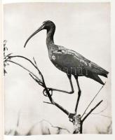 Ifj. Tildy Zoltán: Kisbalaton. Vertse Albert bevezetőjével. Ifj. Tildy Zoltán fotóival. Bp., 1953, M...