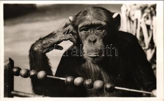 Budapest XIV: székesfőváros állat- és növénykertje, csimpánz tanul az állatkertben. Hölzel Gyula felvétele / chimpanzee learning in the zoo