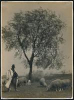 Leitzl József (?-?): Legelő birkák. Vintage fotó, hátoldalán jelzett és feliratozott, sarkaiban törésekkel, 23,5x17 ,5 cm