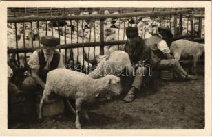 1947 Tátra, Magas Tátra, Vysoké Tatry; Na salasi / Kecskefejés / folklore, goat milking (Rb)