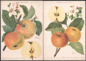 cca 1910 4 db gyümölcsöket ábrázoló litográfia 26x18 cm