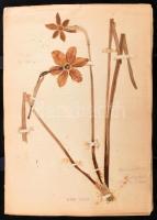 1935 Szárított növénygyűjtemény (herbárium), a lapokon feliratozva, dátumozva, Máhr József tulajdonosi jelzéssel, albumban, 32x23 cm