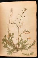 1935 Szárított növénygyűjtemény (herbárium), a lapokon feliratozva, dátumozva, Máhr József tulajdono...