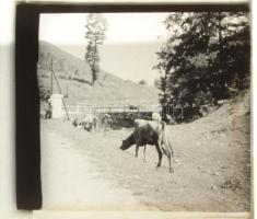 1934-35 21 db sztereo üvegnegatív, tájképek, családi felvételek, állatok stb., részben sérült, 6x13 ...