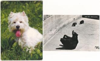 30 db MODERN állatos motívum képeslap / 30 modern animal motive postcards