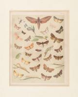 cca 1890 Pillangók, lepkék Litográfia paszpartuban. 23x19 cm