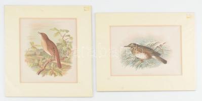 cca 1860 2 db madarakat ábrázoló színes metszet szépen paszpartuzva. 20x24 cm