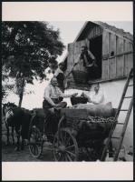 cca 1935 A kukorica tárolása (szárítása) a tanya padlásán, Thöresz Dezső (1902-1963) békéscsabai gyógyszerész és fotóművész hagyatékából 1 db mai nagyítás, 17,7x24 cm