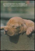 Bálint Ágnes: Hol a cica? Fényképezte: Kapocsy György. Bp., 1982, Közgazdasági és Jogi Könyvkiadó. E...