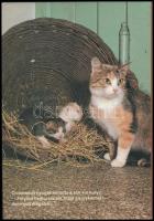 Bálint Ágnes: Hol a cica? Fényképezte: Kapocsy György. Bp., 1982, Közgazdasági és Jogi Könyvkiadó. E...